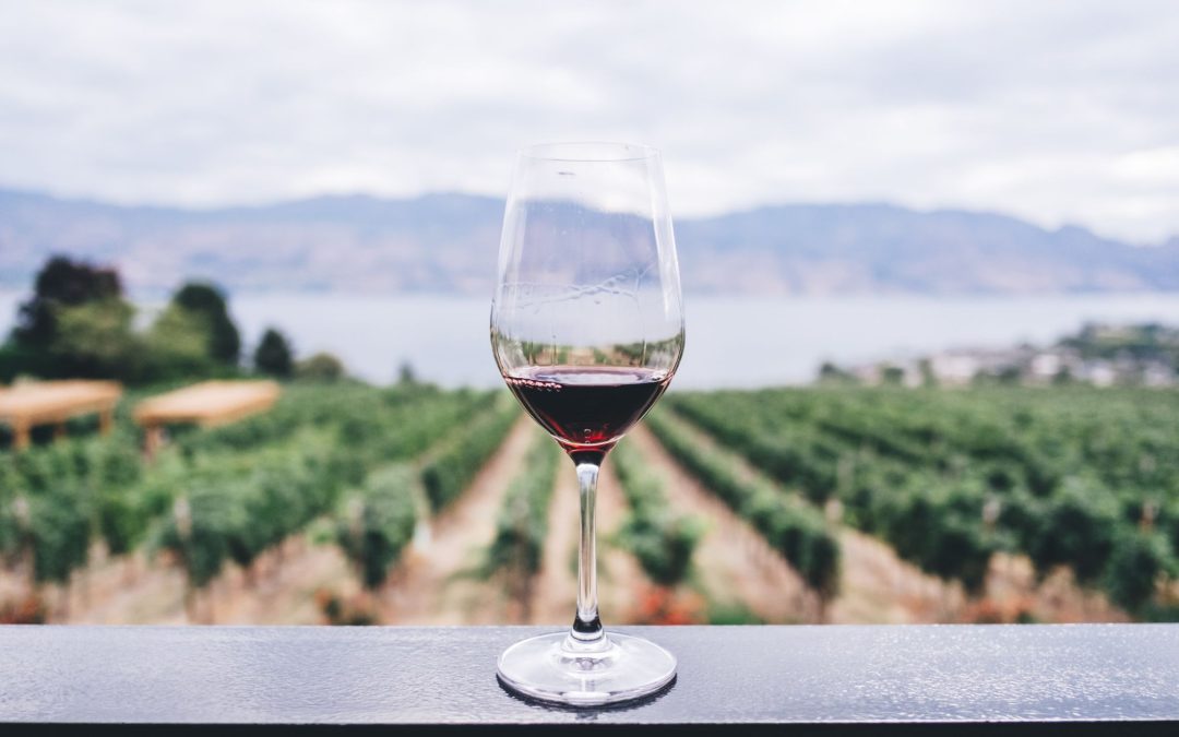 Explore the World of Italian Wine Grapes 