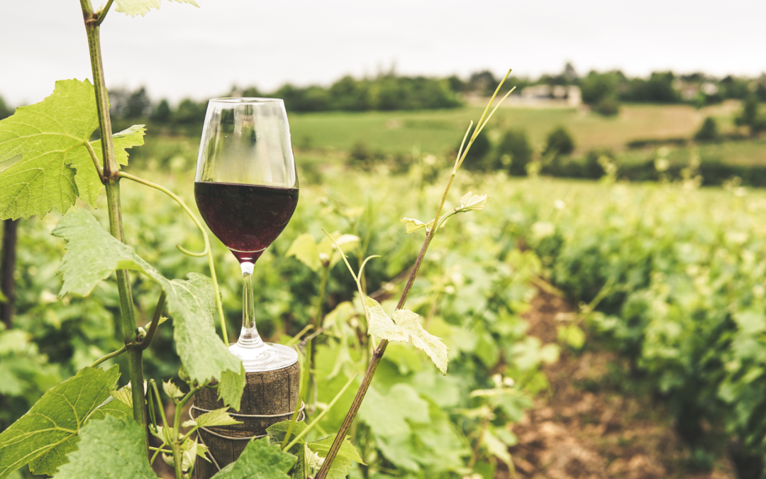 The Journey of Wine Grapes: From Vine to Glass