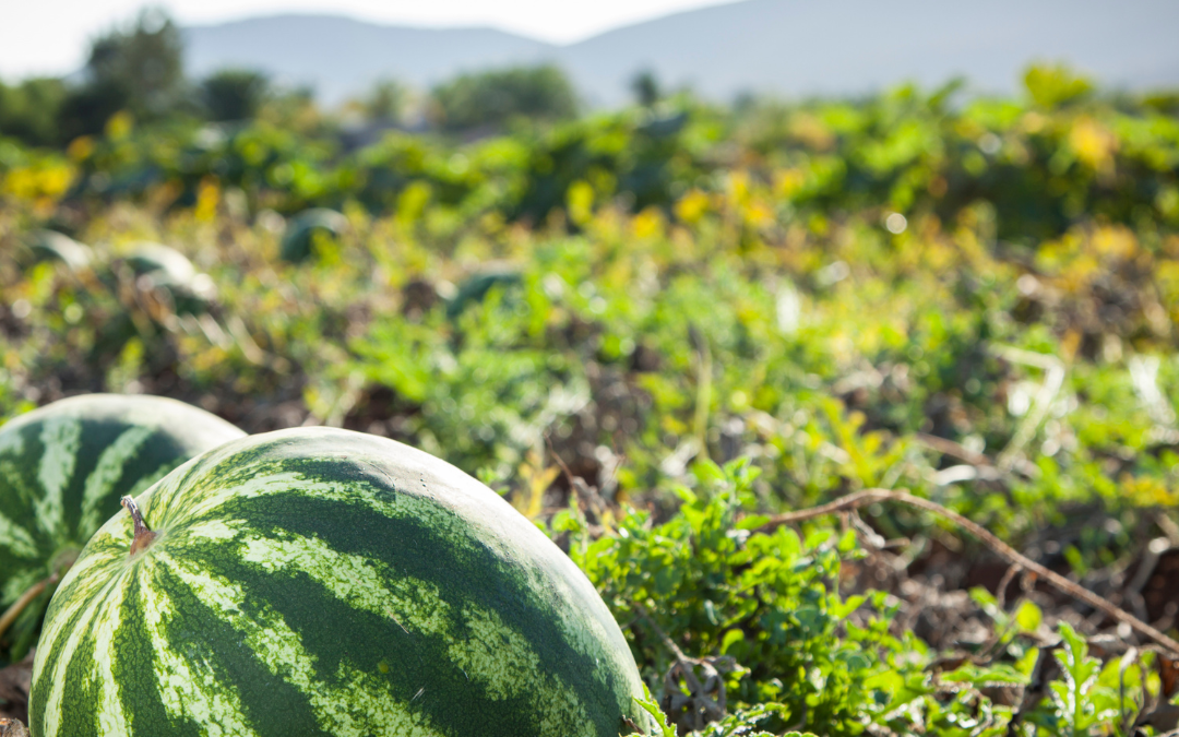 Title: Watermelon: A Sweet Symbol of Blessings in Ramadan