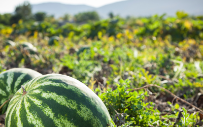 Watermelon: A Sweet Symbol of Blessings in Ramadan