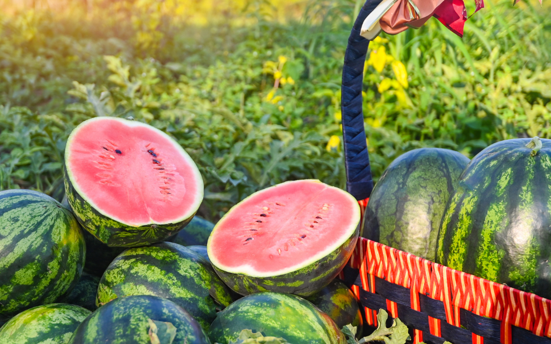 15 Astonishing Fun Facts About Watermelons You Didn’t Know, Brought to You by C&M Watermelons