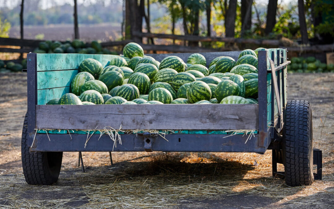 greek watermelons