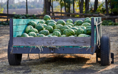 Why Greek Watermelons Are a Favourite for Growers and Buyers