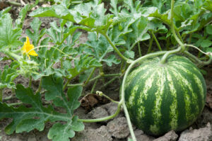 greek watermelons