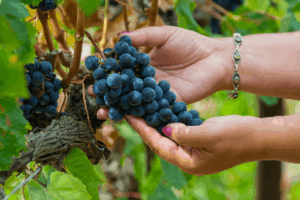 Grapes