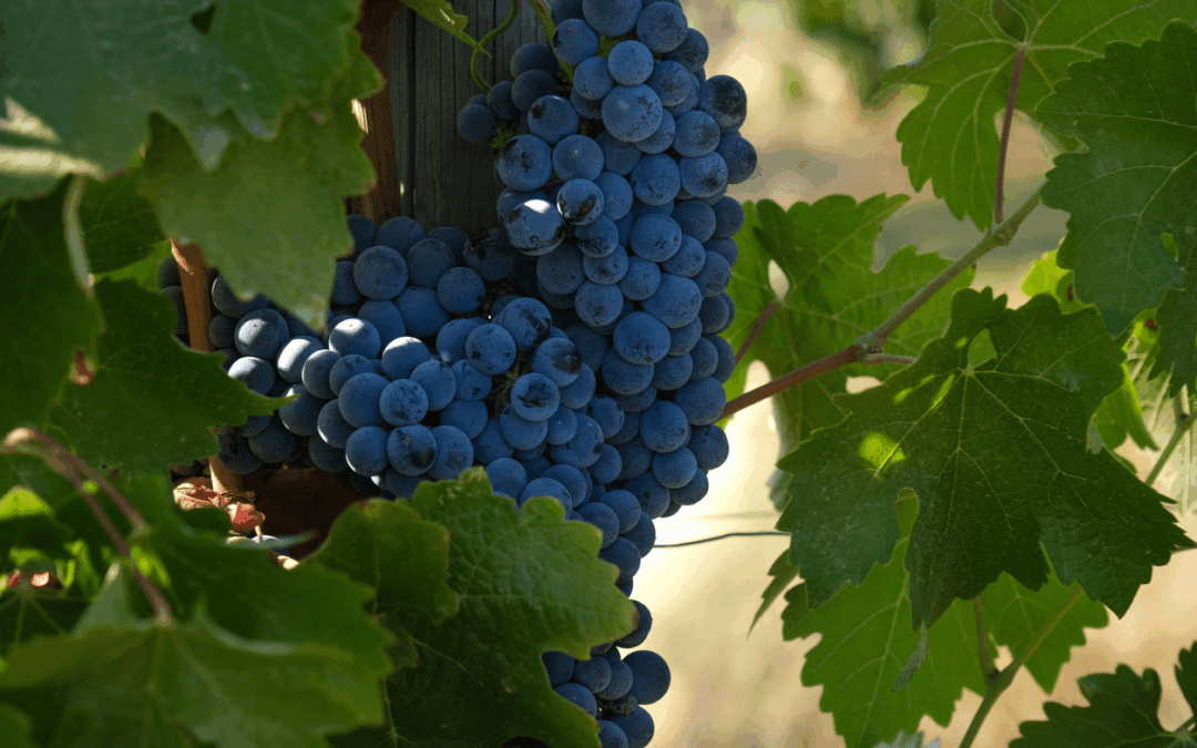 Everything About Shiraz Grapes