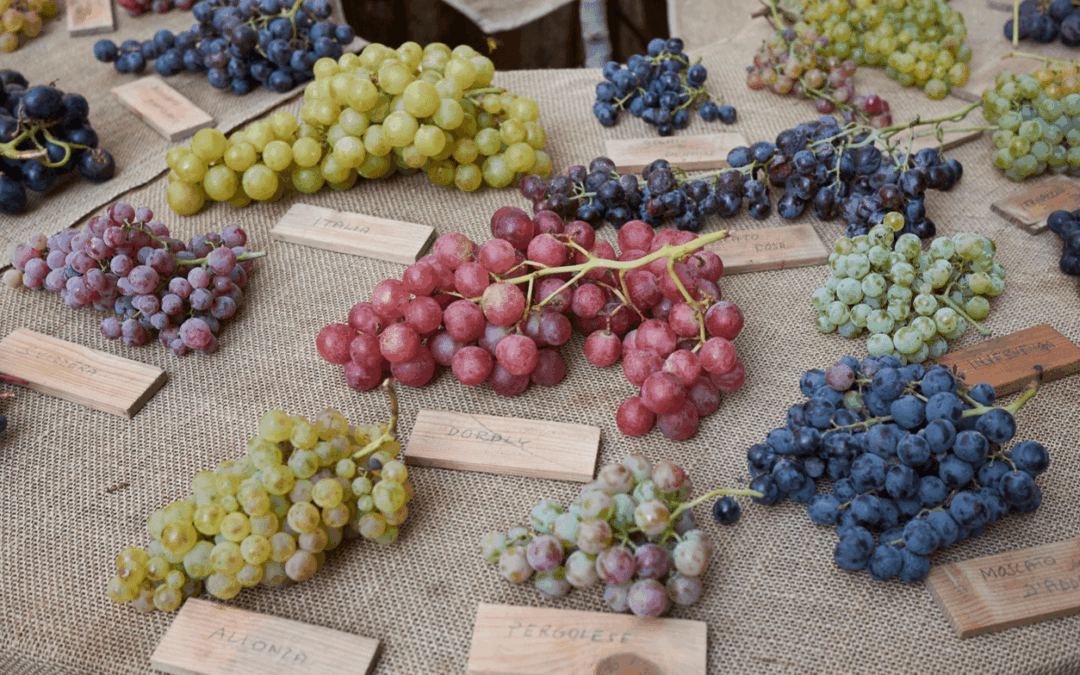 An Introduction to Italian Grape Varietals
