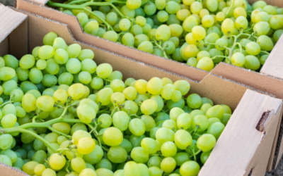 Is small-batch, low-waste winemaking redefining homemade wine making supplies?