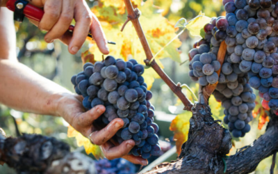 Are chillable reds boosting interest in Italian grape varietals?