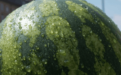 How UK Heatwaves Are Reshaping Demand for Summer Fruits