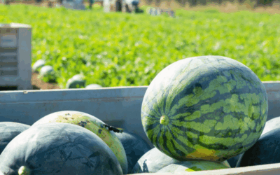 When Are Greek Watermelons in Season? A Wholesale Guide