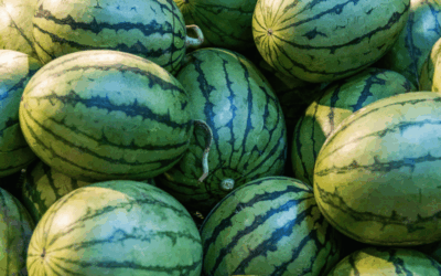 How watermelon wholesalers maintain high quality