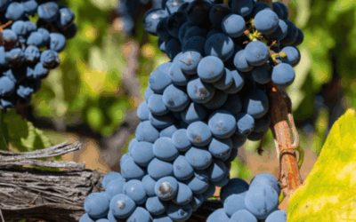 Are Shiraz Grapes the Best Choice for Homemade Red Wine?