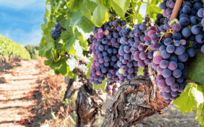 What to Know Before Buying Primitivo Grapes for Home Winemaking