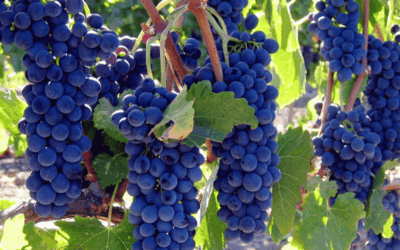 Why Puglia Merlot Is an Approachable Choice for Homemade Wine