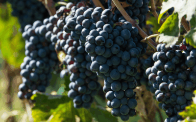 What Equipment Do You Need to Make Montepulciano Wine at Home?