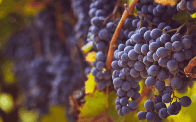 Why Sangiovese Is a Rewarding Grape for Homemade Red Wine
