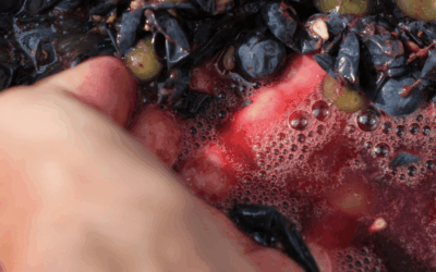 Can You Mix Different Wine Grapes When Making Wine at Home?